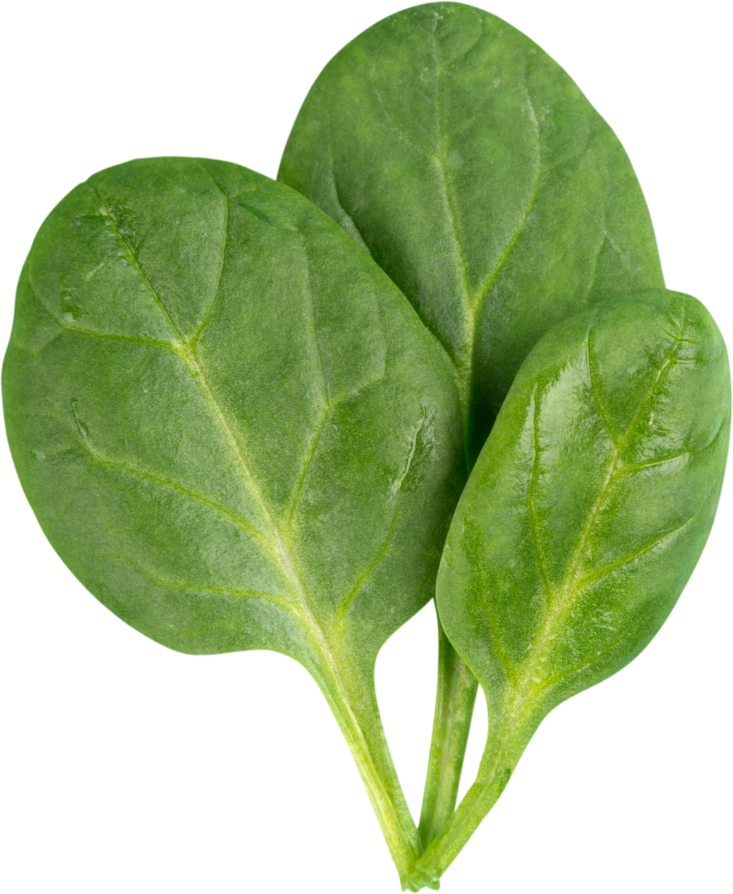 Three Young Spinach Leaves - Isolated